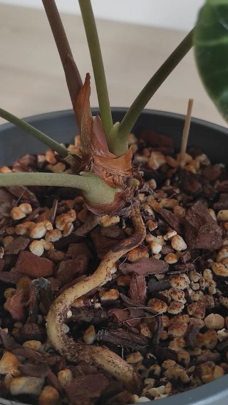 Anthurium clarinervium planta de colección