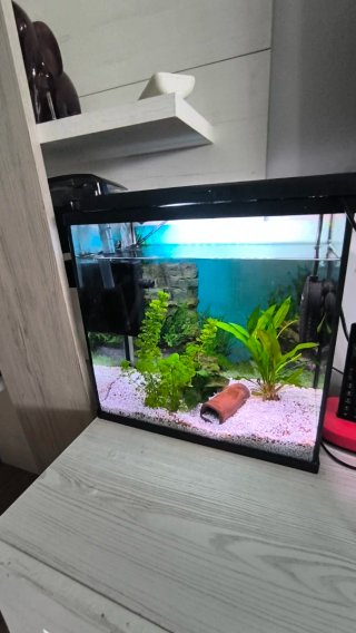 Acuario con plantas y decoración