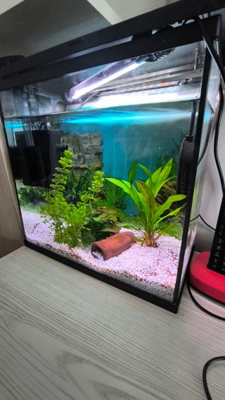 Acuario con plantas y decoración
