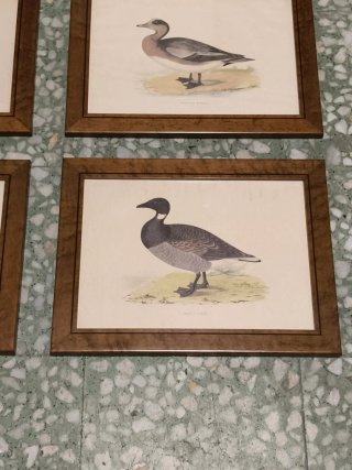 Cuadros láminas patos