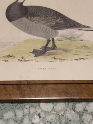 Cuadros láminas patos