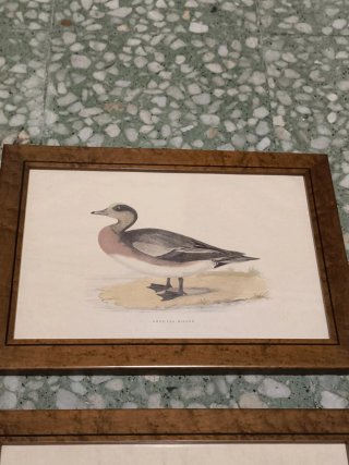 Cuadros láminas patos