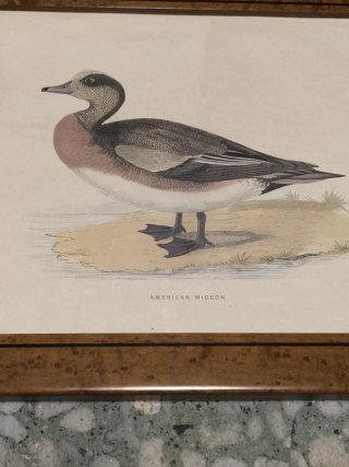 Cuadros láminas patos
