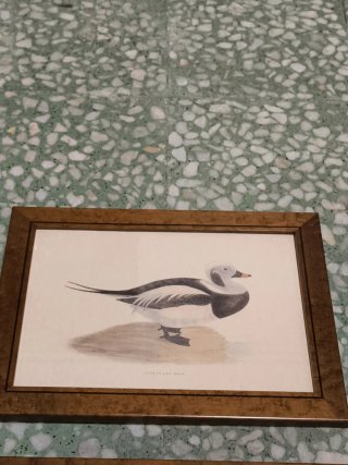 Cuadros láminas patos