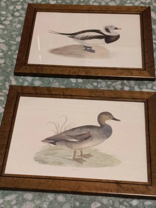 Cuadros láminas patos