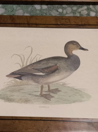 Cuadros láminas patos