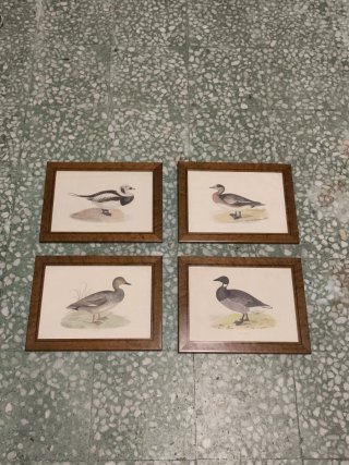 Cuadros láminas patos