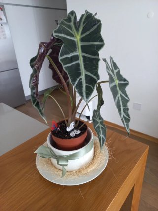 Planta Alocasia Amazonica