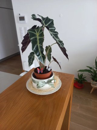 Planta Alocasia Amazonica