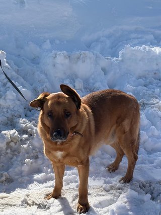 Paseador de perros en Santa Coloma y alrededores