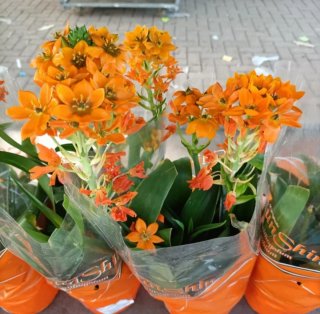 Ornithogalum Dubium Stella di Betlemme