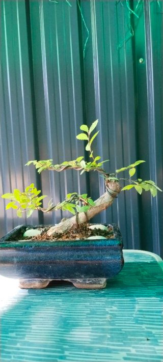 Zelkova nire bonsai
