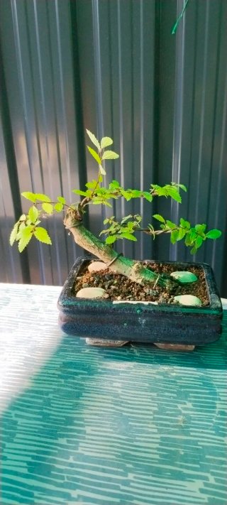 Zelkova nire bonsai