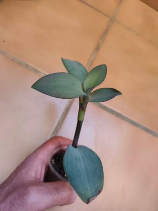 Esqueje Tradescantia pallida 'Blue Sue'