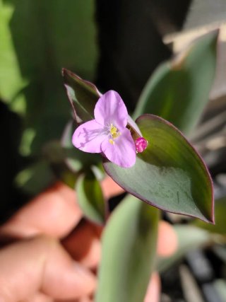 Esqueje Tradescantia pallida 'Blue Sue'