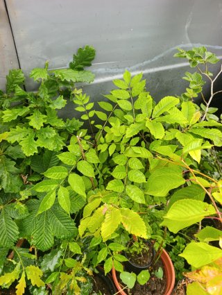 Planta de Fresno
