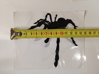pegatina araña para vehículos, o gatito