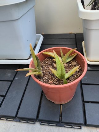 Planta Aloe Vera en Maceta
