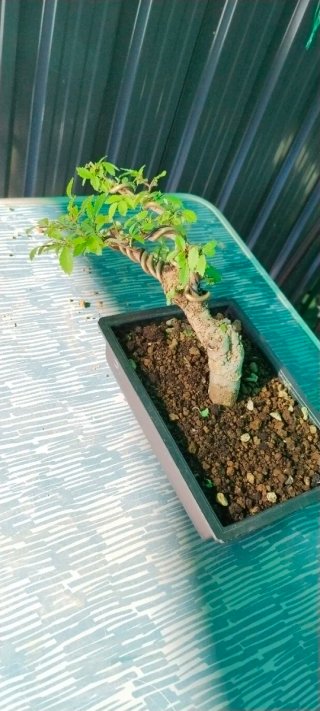Zelkova nire bonsai