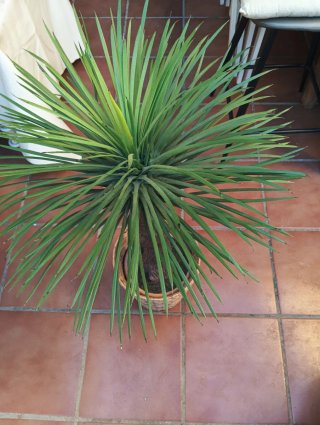 Planta Artificial Decorativa