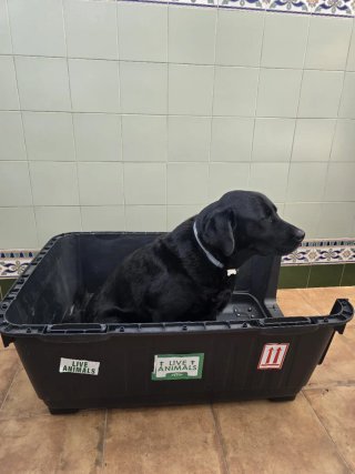 Transportín perro grande gris y negro