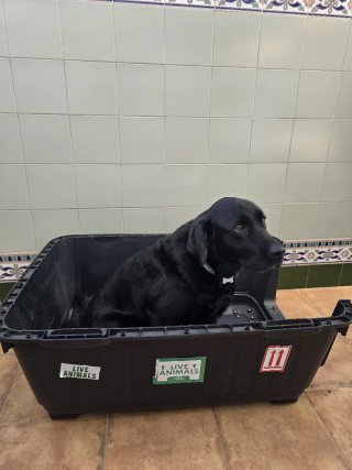 Transportín perro grande gris y negro