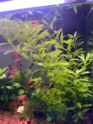 Plantas y caracoles para acuario