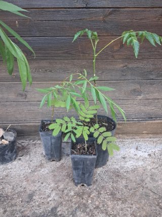 Planta en maceta
