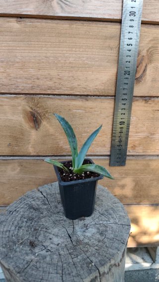 Agave o Pita pequeño en maceta