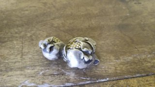 Cornucopia grappolo d'uva placcata argento 925