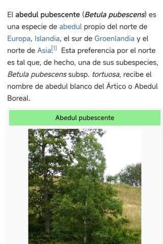 Abedul blanco