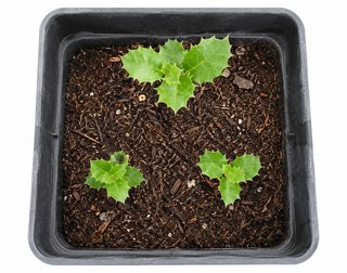 3 coscojas en maceta ( Quercus coccifera )
