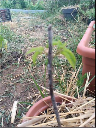Árbol morera esqueje. Maceta con paja.