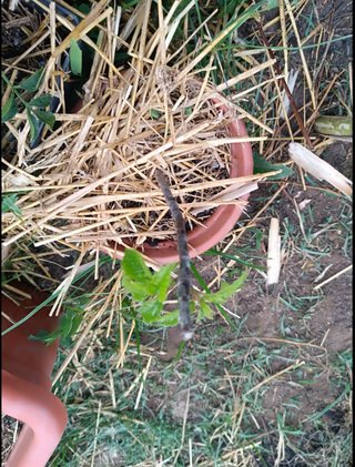 Árbol morera esqueje. Maceta con paja.