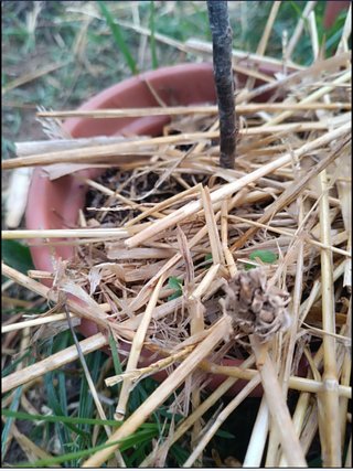 Árbol morera esqueje. Maceta con paja.