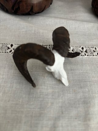 Réplica Cráneo Corzo/Gamo/Muflón 3D