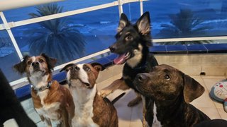 Paseadora de perros -calafell