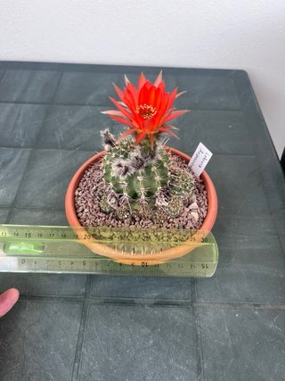 Lobivia fiore arancione