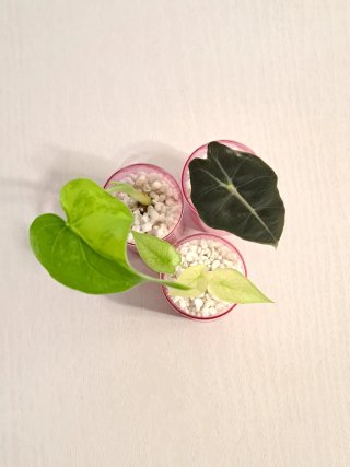 Pack 3 Alocasias Mariola