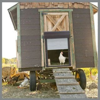 Puerta Automática Gallinero Eléctrica