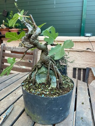 Pre Bonsai Higuera sobre Roca