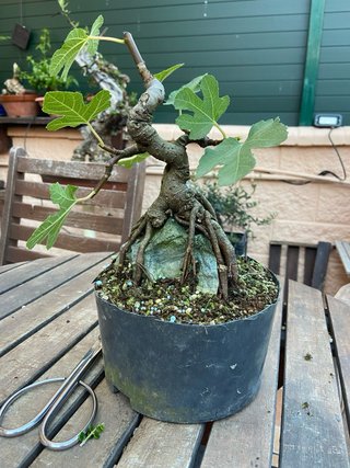 Pre Bonsai Higuera sobre Roca