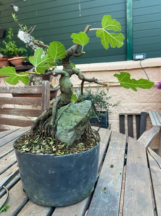 Pre Bonsai Higuera sobre Roca