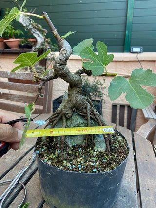 Pre Bonsai Higuera sobre Roca