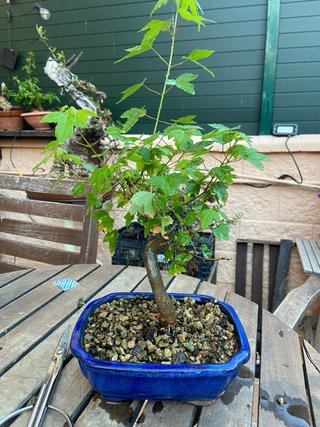 Pre Bonsai Arce burgerianum