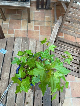 Pre Bonsai Arce burgerianum