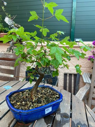 Pre Bonsai Arce burgerianum