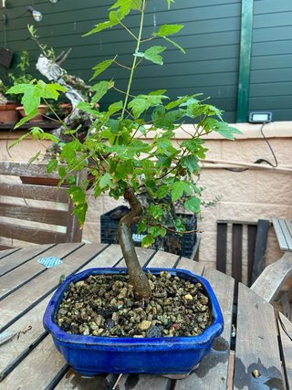 Pre Bonsai Arce burgerianum