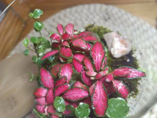 Terrario Ecosistema Plantas En Cristal