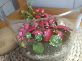 Terrario Ecosistema Plantas En Cristal